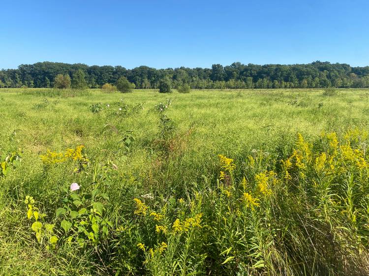 Mentor Marsh State Nature Preserve.